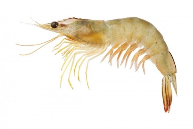 Penjelasan BMS Food Mengenai Udang Beku Terpapar Cesium