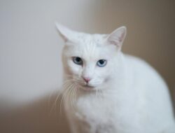 4 Fakta Menarik Kucing Putih, Apakah Mereka Bodoh?