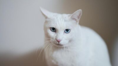 4 Fakta Menarik Kucing Putih, Apakah Mereka Bodoh?