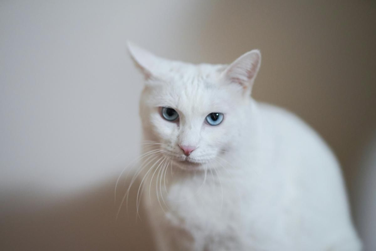 4 Fakta Menarik Kucing Putih, Apakah Mereka Bodoh?
