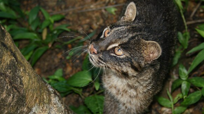 5 Fakta Menarik Kucing Iriomote, Kucing Liar Langka Jepang