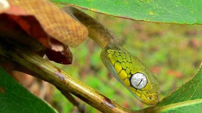 5 Fakta Menarik Ular Kucing, Reptil yang Membuat Terpukau