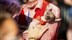 Unik! Amerika Gelar Kontes Anjing Terjelek dengan Hadiah Rp162 Juta