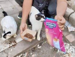 Kucingku Kino Indonesia Rayakan Hari Kucing Internasional dengan Aksi Peduli Kucing Jalanan Kucingku Kino Indonesia Rayakan Hari Kucing Internasional dengan Aksi Peduli Kucing Jalanan