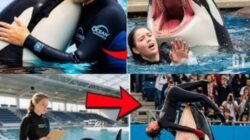 Paus Orca Viral Jadi Bahan Hoaks, Populasinya Terancam Kepunahan