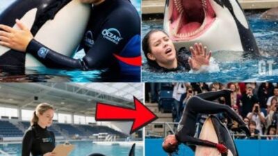 Paus Orca Viral Jadi Bahan Hoaks, Populasinya Terancam Kepunahan