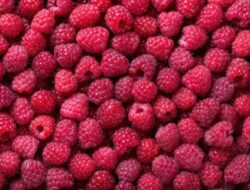 Morocco Dominates Mena Berry Imports with 97% Supply in 2024