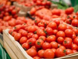 Moroccan Tomatoes Make Waves in Denmark with Record Exports Moroccan Tomatoes Make Waves in Denmark with Record Exports