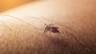 Indigenous West Nile Virus Cases Found in Paris, France