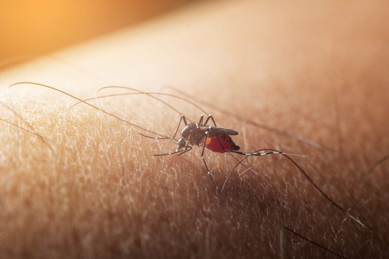 Indigenous West Nile Virus Cases Found in Paris, France