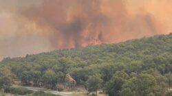Chefchaouen wildfire devours 500 hectares of forest