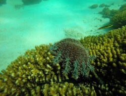 5 Hewan Laut Penghancur Terumbu Karang, Musuh Tersembunyi