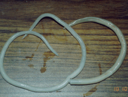 Mengenal Ascaris Lumbricoides, Cacing Pita yang Menyerang Manusia