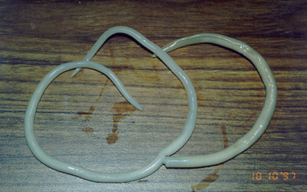 Mengenal Ascaris Lumbricoides, Cacing Pita yang Menyerang Manusia