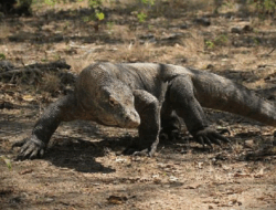 Panduan Wisata Pulau Komodo: Aktivitas Seru dan Tips Aman Menghadapi Reptil Purba