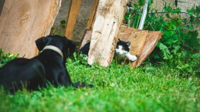 Mengapa Kucing dan Anjing Suka Makan Rumput?