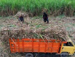Kemendag Tanggapi Kekhawatiran APTRI, Petani Tebu Tetap Jadi Prioritas Kemendag Tanggapi Kekhawatiran APTRI, Petani Tebu Tetap Jadi Prioritas