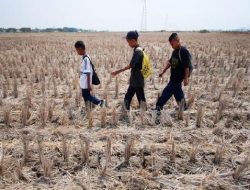 Mengapa Musim Kemarau Berbeda di Tiap Wilayah?
