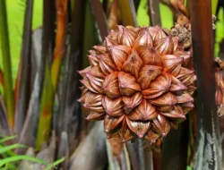 Khasiat Buah Nipah untuk Kesehatan, Atasi Gula Darah Tinggi