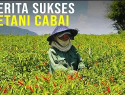 Hanya dari Satu Pohon Cabai, Temanggung Berhasil Raup Rp50 Juta! Ini Syaratnya