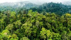 Hutan Sihorbo Terbakar, Tak Terdeteksi Radar Panas
