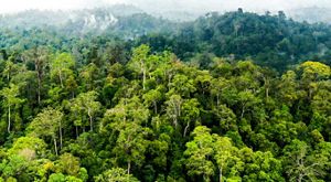 Hutan Sihorbo Terbakar, Tak Terdeteksi Radar Panas