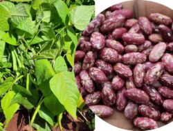 From Humble Roots to Aggregator: Nyota Beans Empowers Narumoro Farmers