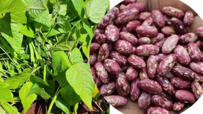From Humble Roots to Aggregator: Nyota Beans Empowers Narumoro Farmers