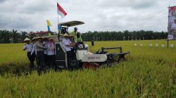 Panen Raya Tidak Merata, Harga Gabah Tetap Stabil