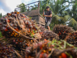 Limbah Sawit Jadi Emas! 5 Cara Mengolahnya Jadi Produk Berkualitas