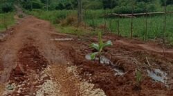 Pemkot Sorong Tanggap Cepat Aksi Tanam Pisang Warga di Kampung Pisang
