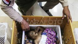 BBKSDA Papua Barat Gagalkan 3 Kasus Penyelundupan Hewan Liar di Pelabuhan Tikus