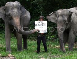 Hari Gajah Sedunia: Pertamina Patra Niaga Peduli Pelestarian Hewan Liar Hari Gajah Sedunia: Pertamina Patra Niaga Peduli Pelestarian Hewan Liar