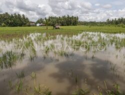 Laut Mendesak, 300 Hektare Sawah Terancam Gagal Panen