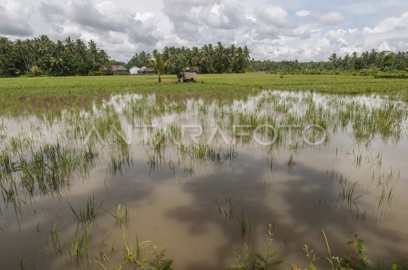 Laut Mendesak, 300 Hektare Sawah Terancam Gagal Panen