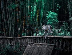 Kegembiraan Bermain di Hutan Bambu yang Magis, Dunia Fantasi di Tengah Hutan Pinus