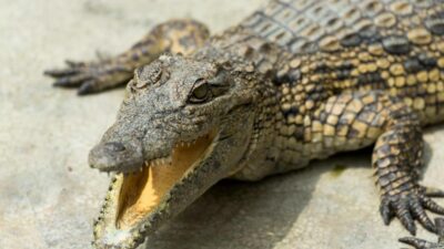 7 Cara Reptil Melindungi Telur dan Anaknya, Tidak Semua Cuek!