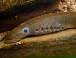 7 Perbedaan Penting Belut dan Lamprey, Hewan yang Mirip Tapi Berbeda