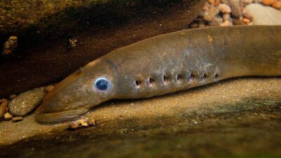 7 Perbedaan Penting Belut dan Lamprey, Hewan yang Mirip Tapi Berbeda