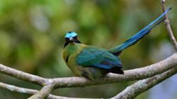 5 Fakta Menarik Motmot Andes, Burung Hijau di Pegunungan