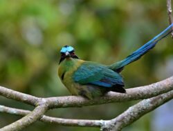 5 Fakta Menarik Motmot Andes, Burung Hijau di Pegunungan