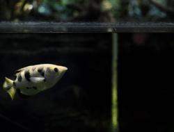 5 Fakta Menarik Ikan Archerfish, Penembak Jitu di Lautan