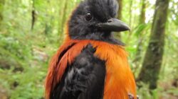 5 Hewan Beracun dengan Warna Menarik, Peringatan Bahaya!