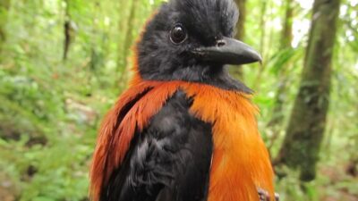 5 Hewan Beracun dengan Warna Menarik, Peringatan Bahaya!