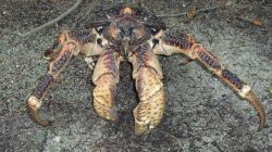 3 Jenis Kepiting Unik yang Berjalan Menyamping