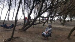 Pantai Cemara Sewu: Keindahan Teduh di Parangkusumo Bantul Jogja