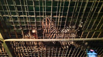 Petualangan Malam di Taman Safari Bali
