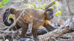 5 Fakta Menarik Kapucin Azaras, Terancam Kehidupan Akibat Deforestasi