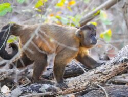 5 Fakta Menarik Kapucin Azaras, Terancam Kehidupan Akibat Deforestasi