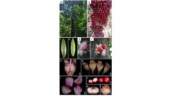 Peneliti BRIN dan ITB Temukan Perbedaan Buah Ruruhi dan Gowok